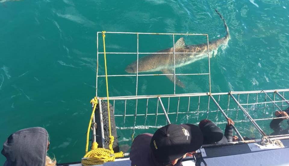 Copper Shark cage diving in Hermanus South Africa