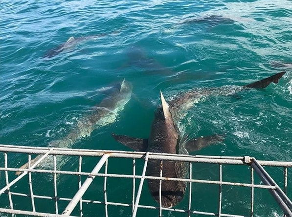 Great White Shark cage diving and surface viewing trips, Hermanus / Gansbaai, South Africa