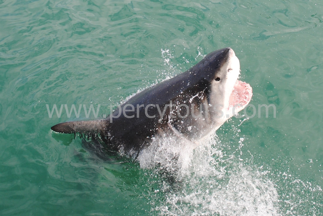 Great White Shark breaching, Gansbaai, near Hermanus, South Africa
