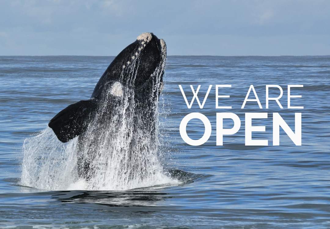 Whale watching season in Hermanus is OPEN - from now to 30th NOV 2024