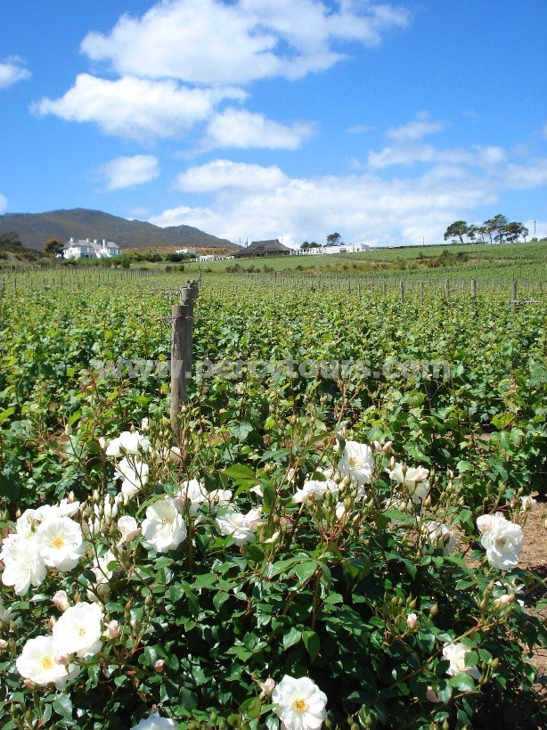 Wine estate, winery, wine tours, Hermanus wine region, near Cape Town, South Africa